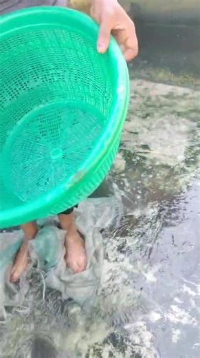 Fish processing. the harvesting stage after which the fish is salted to remove the slimy texture.