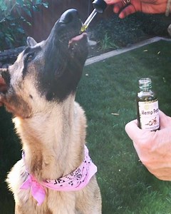 Friday Vibes 🐶💗 | kb Pure Essentials