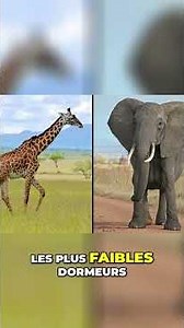 Animaux & Sommeil : Les Secrets Étonnants de la Nature! #shorts