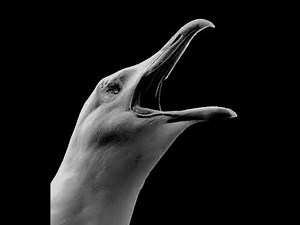 The Open Boat by Stephen Crane