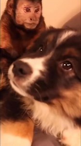 7.9K views · 644 reactions | Monkey loves puppies #monkey #playtime #cute #fun | MonkeyBoo | Facebook