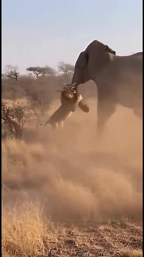 My Wildlife In 10 Seconds. Watch this epic showdown as the lion tries to take down a full elephant bull. What happened will shock you. 🌍😱😳#reelsvideos | Gilbert Banda