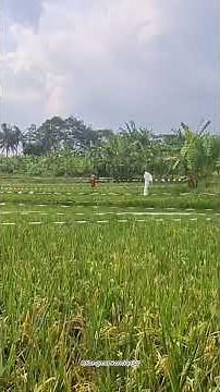 dealing with bird pests when the rice starts to bear fruit