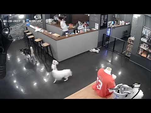 Husky attacks Poodle FULL version