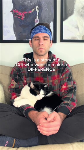 Daily Cat Meditation Practice: Day 118 Insights