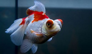 How to Treat Popeye in Fish - Aquatic Eden