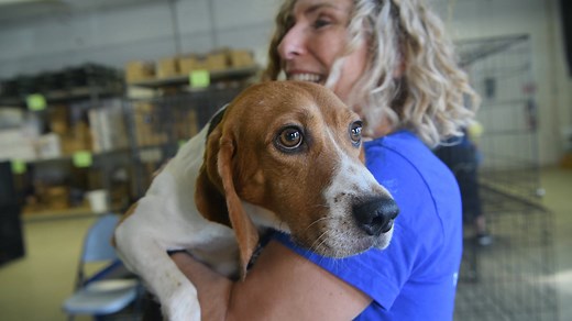 For decades, you've known our work to rescue and protect animals in the U.S. as the Humane Society of the United States — and around the world as Humane Society International. Now, we’re proud to unite our lifesaving work under one name: Humane World for Animals! New name. Same mission. With your continued support, we're ready to do even more. 🩵 | Humane World for Animals