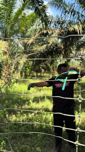 #gengpisautajam😜 ###penternakmuda #koboijawa #gengjaringpukatlembu #lembu #anakjohor #menyalaabangkuh🔥