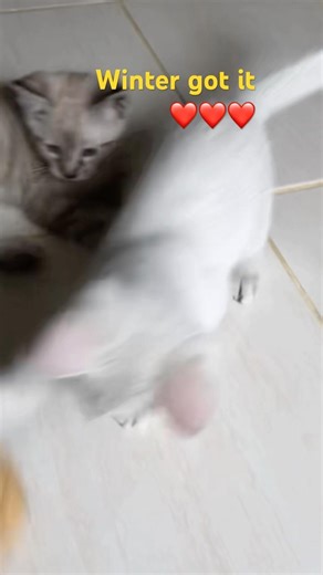 Siblings morning game ❤️ #cat #kitten #super #adorable #love them #Sharing #foryou