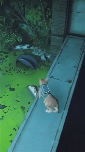 STRAY #game #gameplay #shorts