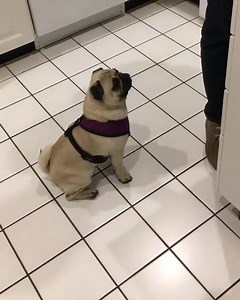 17K views · 1.1K reactions | When you're hangry!  Instagram: @pugdoglouie | Pugs Central | Facebook
