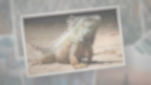 How Do Reptiles Reproduce?