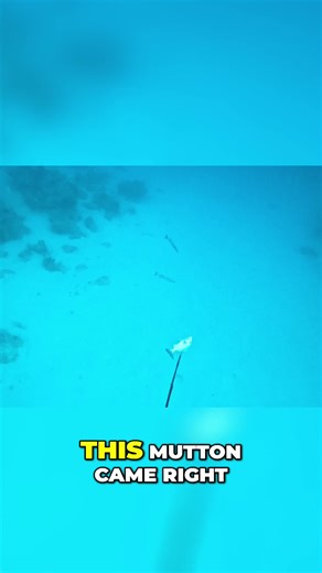 Epic Mutton Snapper Catch: Perfect Shot Underwater We nailed an incredible mutton snapper catch with a flawless shot! Experience the thrill of deep-sea fishing as we land one of the best eating fish. Join us on this exciting adventure and see our technique in action! #MuttonSnapper #DeepSeaFishing #FishingAdventure #CatchAndRelease #UnderwaterFishing #FishingTips #EpicCatch #SeafoodLovers #FishingLife #SnapperFishing