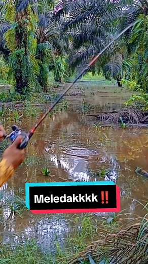 Sambaran tepat di depan bibir ‼️ #mancing #fishing #fyppppppppppppppppppppppp #anglerkalimantan