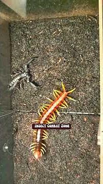 Centipede vs Scorpion | Epic Battle! | Bug Wars, Ant Fights & Predator Showdowns 🦗🔥