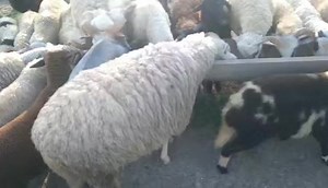 1.8K views · 20 reactions | Shiten qengjat Ndodhen ne tirone ..nr i telit 0682137513 | Pazari i kafshëve | Facebook