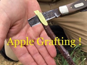 Grafting Apple Rootstocks