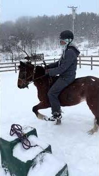 Jiggy 20yr old Hackney Pony Mare