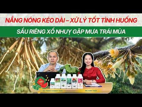 NẮNG NÓNG KÉO DÀI - XỬ LÝ TỐT TÌNH HUỐNG SẦU RIÊNG XỔ NHỤY GẶP MƯA TRÁI MÙA