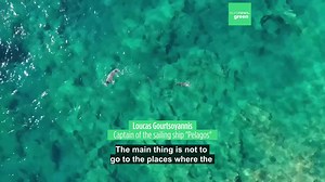 Meet the experts sailing to 26 Greek islands to protect endangered Mediterranean monk seals