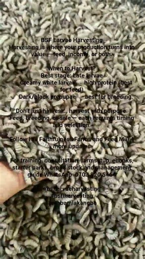 BSF Larvae Harvesting is where your production turns into value — feed, income, or both #bsfl
