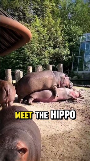 ​Africa's Deadliest Mammal Can't Swim. Truth About Hippos #hippo #hippopotamus #shorts