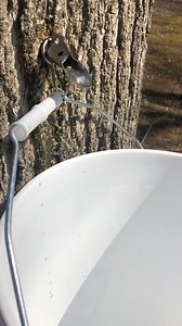 12K views · 669 reactions | Maple Season isn't tapped out yet! | The Vermont Country Store | Facebook