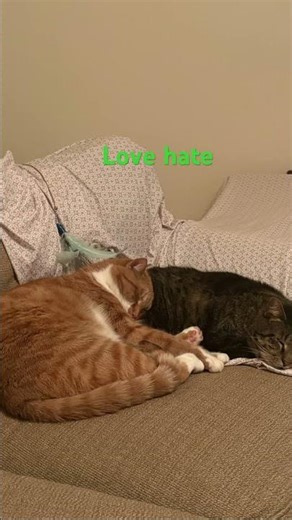 Tik tok or YouTube shorts? #catsofyoutube #catsoftiktok