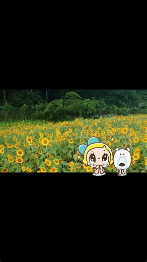 ひとのわ☆ひまわり畑#ひまわりの約束 #鳥取県＃鳥取市＃エディブルフラワー＃サスティナブル＃ドライフラワー #CapCut