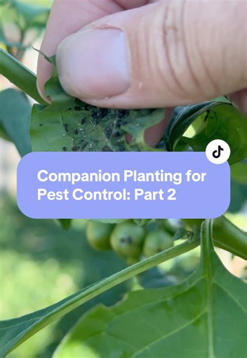 Control Pests Organically with Trap Crops Techniques