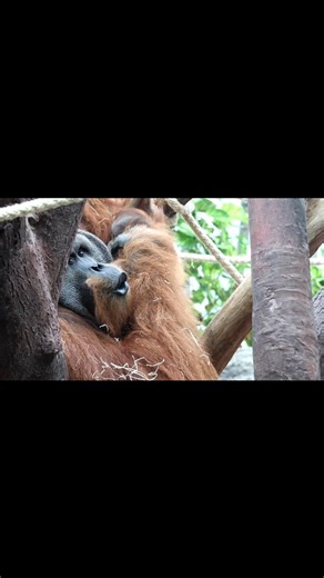 Lucie Štěpničková on Instagram: "Nejdřív jsem si říkal, že vám pošlu pusu, ale asi si raději zívnu... No hlavně mě nespolkni... du pusy bych se ti úplně v klidu vešel... Pagy a Hari 6. 2. 2026 #animalphotos #orangutan #orangutans #zoophoto #zoophotography"
