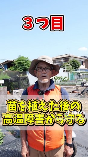 秋冬野菜栽培にも大活躍の寒冷紗の便利な使い方！ #家庭菜園 #農園 #栽培 #農業 #農家 #キャベツ栽培 #ブロッコリ栽培