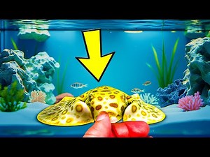 "TOUR of PREDATORY FINS' Latest FISH inventory & SHOP Updates"