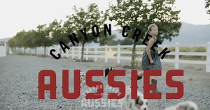 Canyon Creek Aussies - Australian Shepherd Breeder - Puppies For Sale