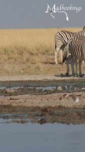 Zebras mingling around at Etosha National Park in Namibia. #namibia #etosha #zebra #safari #travel #wildlife #traveller #visitnamibia #africansafari #explore #wildlifephotography #madbookings | Nwrnamibia