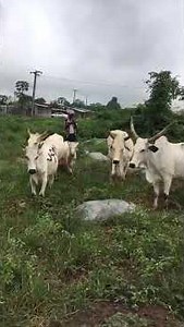 The Future of Farming: GFN Agro's Game-Changing Innovations