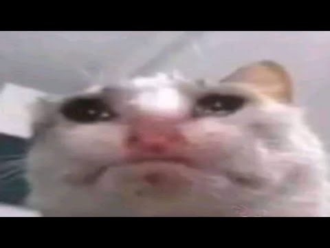 You laugh, my cat cries😿, Memes Compilation V3