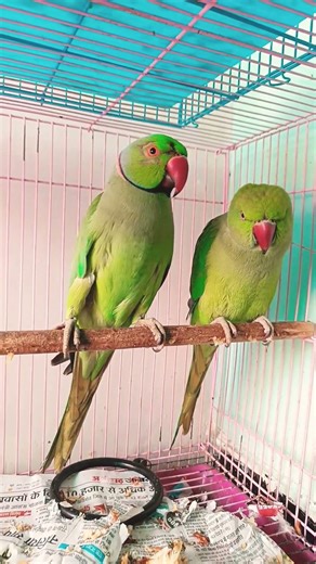 Mera pyara Seenu #shortvideo #viral #trendingsongcooking#Originally priced around $1.5 million