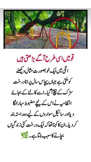 A Beautiful Lesson from Italy: Saving a Tree, Protecting Life 🌿 #Sustainability #NatureLovers