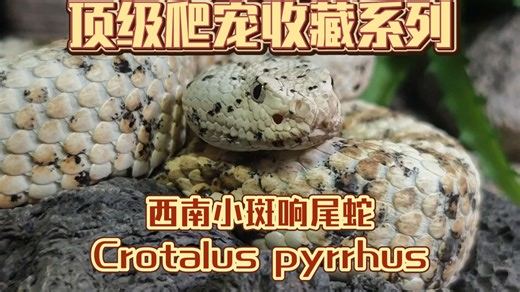 顶级爬宠收藏系列 西南小斑响尾蛇Crotalus pyrrhus