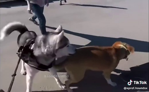 Pitbull husky mix runs up on husky #fyp #foryou #dog #respect #blowthisup #dontflop #husky #pitbull #bloodxhound #badass #aggressive