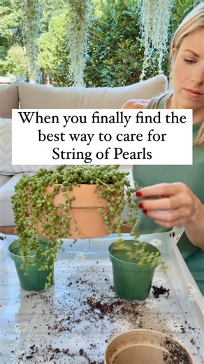Save your struggling string of pearls!! I get it—they can be a struggle for many of us! But it’s SO satisfying once you figure their needs out! 🙌 Here’s what works for me! 1️⃣Bright, indirect light: make sure that the top of the plant is receiving plenty of light! ☀️ 2️⃣Shallow pot with plenty of drainage: their root systems are very delicate and shallow so they do not need a deep pot. And because they like to dry out completely in between waterings, using a deeper pot means that the shallow ro