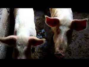 Arrey Ivo on ACCD Pig Farm Day