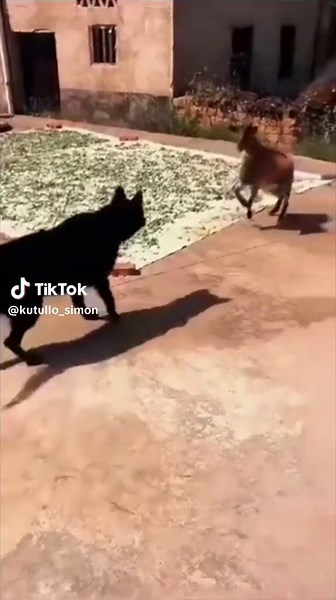 Pokorola Le Hlogwe Ntsho Ye: Kutullo Simon's Fun Videos