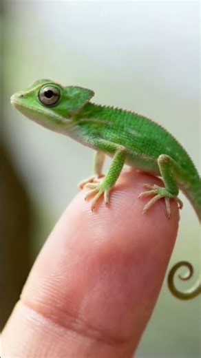 small and cute lizard #shorts #lizard #animals #trending