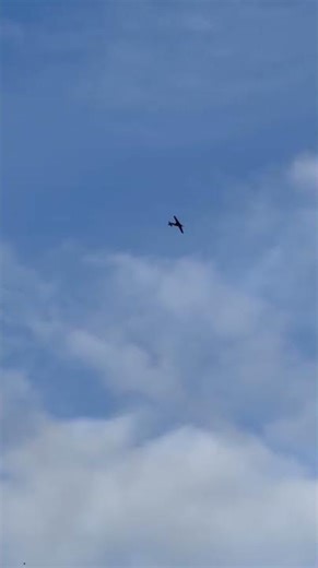 Spitfire loop the loop and flyby #spitfire #warbird #looptheloop #loop #flyby #merlin #v12 #raf