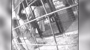 ‘Tiger King’ fans, including Cardi B, want to free Joe Exotic