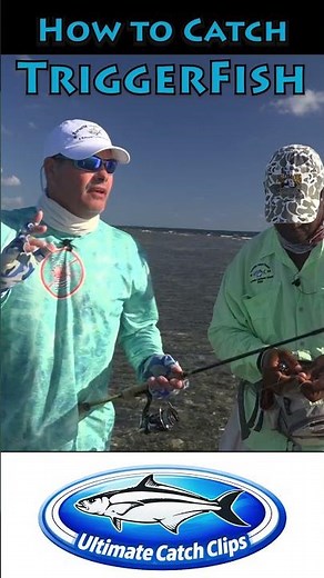 How To Catch Triggerfish