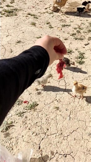 #funny_chicks_eating🐤🐥