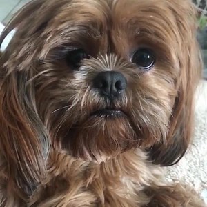He's a little confused about what a "kiss" is 😄 🤷🏼‍♀️ Big dark eyes, that sweet expression—meet the Shih Tzu: bit.ly/AKCShihTzu | American Kennel Club